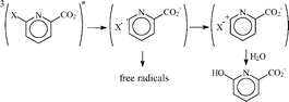Graphical abstract: Photochemistry of 6-chloro and 6-bromopicolinic acids in water. Heterolytic vs. homolytic photodehalogenation