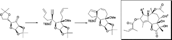 Graphical abstract: A facile domino metathetic route to a thapsigargin skeleton