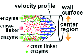 Graphical abstract: Immobilization of enzymes on a microchannel surface through cross-linking polymerization