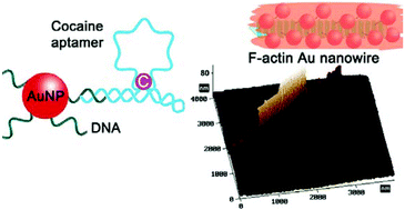 Graphical abstract: Biomolecule–nanoparticle hybrids as functional units for nanobiotechnology