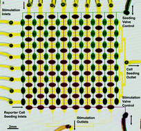 Graphical abstract: A high-throughput microfluidic real-time gene expression living cell array