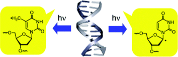 Graphical abstract: Elucidating DNA damage and repair processes by independently generating reactive and metastable intermediates