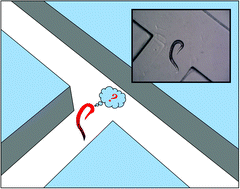 Graphical abstract: Maze exploration and learning in C. elegans