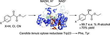 Graphical abstract: Identification of Candida tenuisxylose reductase as highly selective biocatalyst for the synthesis of aromatic α-hydroxyesters and improvement of its efficiency by protein engineering