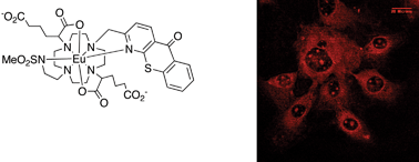 Graphical abstract: A single component ratiometric pH probe with long wavelength excitation of europium emission