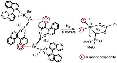 Graphical abstract: New insights into the mechanism of asymmetric hydrogenation catalysed by monophosphonite–rhodium complexes