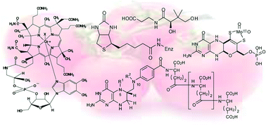 Graphical abstract: Roles of vitamins B5, B8, B9, B12 and molybdenum cofactor at cellular and organismal levels