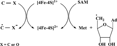 Graphical abstract: Iron–sulfur proteins as initiators of radical chemistry