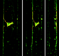 Graphical abstract: Microfluidic devices for culturing primary mammalian neurons at low densities