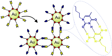 Graphical abstract: Selective co-aggregation of gold nanoparticles functionalised with complementary hydrogen-bonding groups