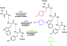 Graphical abstract: Site-selective modification of peptides using rhodium and palladium catalysis: complementary electrophilic and nucleophilic arylation