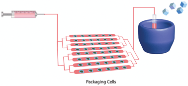 Graphical abstract: A microfluidic bioreactor for increased active retrovirus output