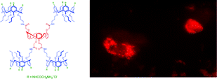Graphical abstract: Efficient gene transfection with functionalised multicalixarenes