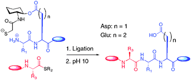 Graphical abstract: Peptide ligation via side-chain auxiliary