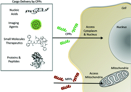 Graphical abstract: Cell-penetrating peptides as delivery vehicles for biology and medicine