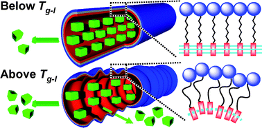 Graphical abstract: Controllable biomolecule release from self-assembled organic nanotubes with asymmetric surfaces: pH and temperature dependence