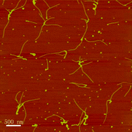 Graphical abstract: Controlled self-assembly and templated metallization of fibrinogen nanofibrils
