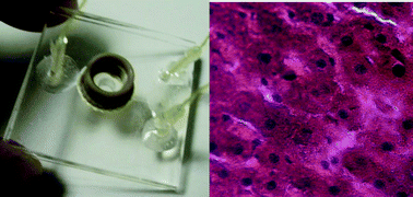 Graphical abstract: Development of a microfluidic device for the maintenance and interrogation of viable tissue biopsies