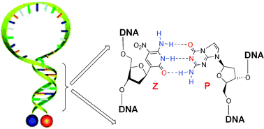 Graphical abstract: Design of a novel molecular beacon: modification of the stem with artificially genetic alphabet