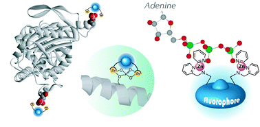 Graphical abstract: Molecular recognition, fluorescence sensing, and biological assay of phosphate anion derivatives using artificial Zn(ii)–Dpa complexes