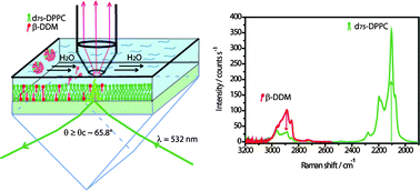 Graphical abstract: Changes in molecular composition and packing during lipid membrane reconstitution from phospholipid–surfactant micelles