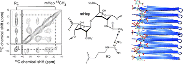 Graphical abstract: Exploiting a 13C-labelled heparin analogue for in situ solid-state NMR investigations of peptide-glycan interactions within amyloid fibrils