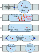 Graphical abstract: EWOD-driven droplet microfluidic device integrated with optoelectronic tweezers as an automated platform for cellular isolation and analysis