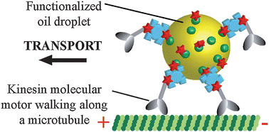 Graphical abstract: Active transport of oil droplets along oriented microtubules by kinesin molecular motors