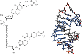 Graphical abstract: Synthesis of terminally modified oligonucleotides and their hybridization dependence on the size of the target RNAs