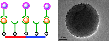 Graphical abstract: CdTe quantum dot functionalized silica nanosphere labels for ultrasensitive detection of biomarker
