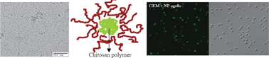 Graphical abstract: Ultra-small water-dispersible fluorescent chitosan nanoparticles: synthesis, characterization and specific targeting