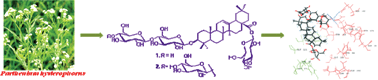 Graphical abstract: Saponins as novel TNF-α inhibitors: isolation of saponins and a nor-pseudoguaianolide from Parthenium hysterophorus