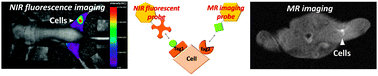 Graphical abstract: Cell-based in vivo dual imaging probes using genetically expressed tags and chemical contrast agents