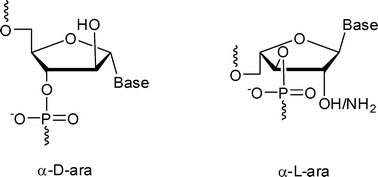 Graphical abstract: Synthesis and hybridization studies of α-configured arabino nucleic acids