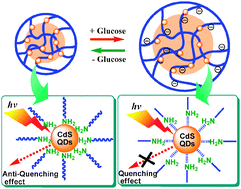 Graphical abstract: Optical detection of glucose by CdS quantum dots immobilized in smart microgels