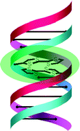 Graphical abstract: Synthesis and electrochemical properties of TTF modified oligodeoxynucleotides