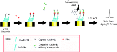 Graphical abstract: The solid-state Ag/AgCl process as a highly sensitive detection mechanism for an electrochemical immunosensor