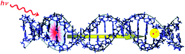 Graphical abstract: Photoinduced short-range electron transfer in DNA with fluorescent DNA bases: lessons from ethidium and thiazole orange as charge donors