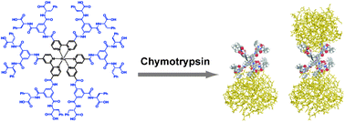Graphical abstract: Protein surface recognition by dendritic ruthenium(ii) tris(bipyridine) complexes