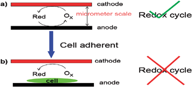 Graphical abstract: Electrochemical topography of a cell monolayer with an addressable microelectrode array