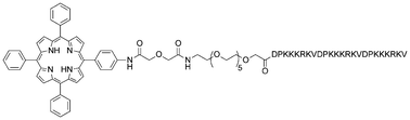 Graphical abstract: Influence of the number and distribution of NLS peptides on the photosensitizing activity of multimeric porphyrin–NLS