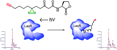Graphical abstract: Synthesis and validation of a probe to identify quorum sensing receptors