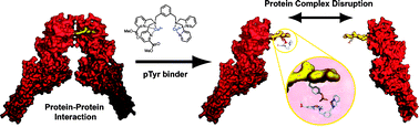 Graphical abstract: Coordination complex SH2 domain proteomimetics: an alternative approach to disrupting oncogenic protein–protein interactions