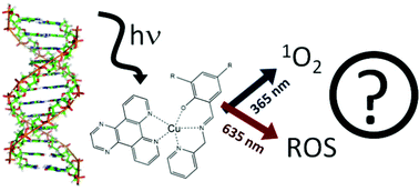 Graphical abstract: DNA photonuclease activity of four new copper(ii) complexes under UV and red light: theoretical/experimental correlations with active species generation