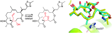 Graphical abstract: Novel epothilone lactones by an unusual diversion of the Grubbs' metathesis reaction