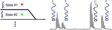 Graphical abstract: Peptide quantitation using primary amine selective metal chelation labels for mass spectrometry