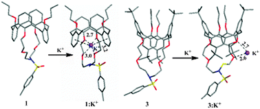 Graphical abstract: Effect of steric crowding on ion selectivity for calix-crown hybrid ionophores: experimental, molecular modeling and crystallographic studies