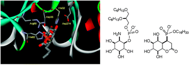 Graphical abstract: Nonhydrolyzable analogs of phosphatidylinositol as ligands of phospholipases C