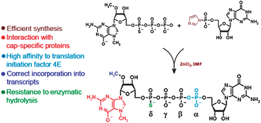 Graphical abstract: Towards mRNA with superior translational activity: synthesis and properties of ARCA tetraphosphates with single phosphorothioate modifications