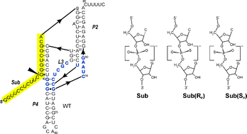 Graphical abstract: Phosphate residues of antigenomic HDV ribozyme important for catalysis that are revealed by phosphorothioate modification